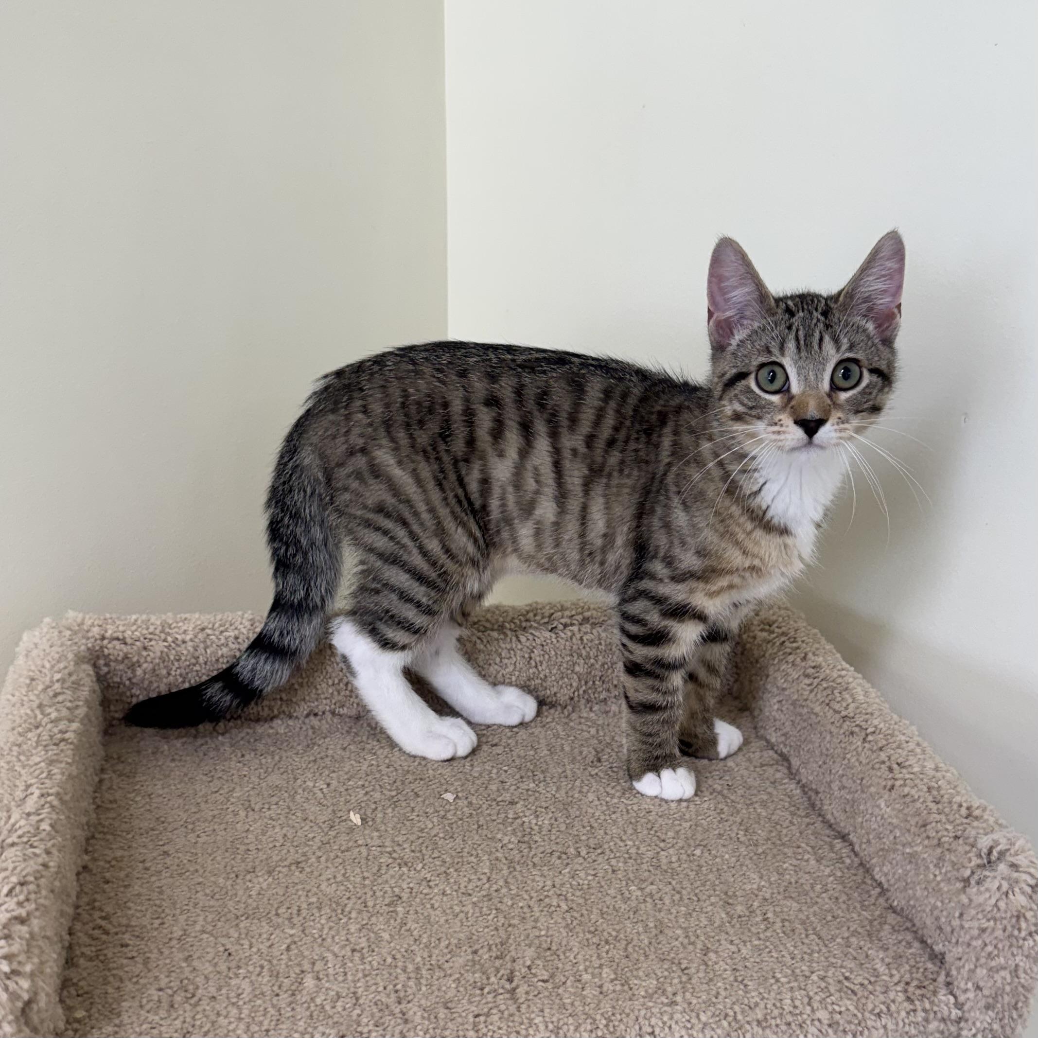 Alvin, a ADOPTABLE Tabby in East Northport, NY image 6/6