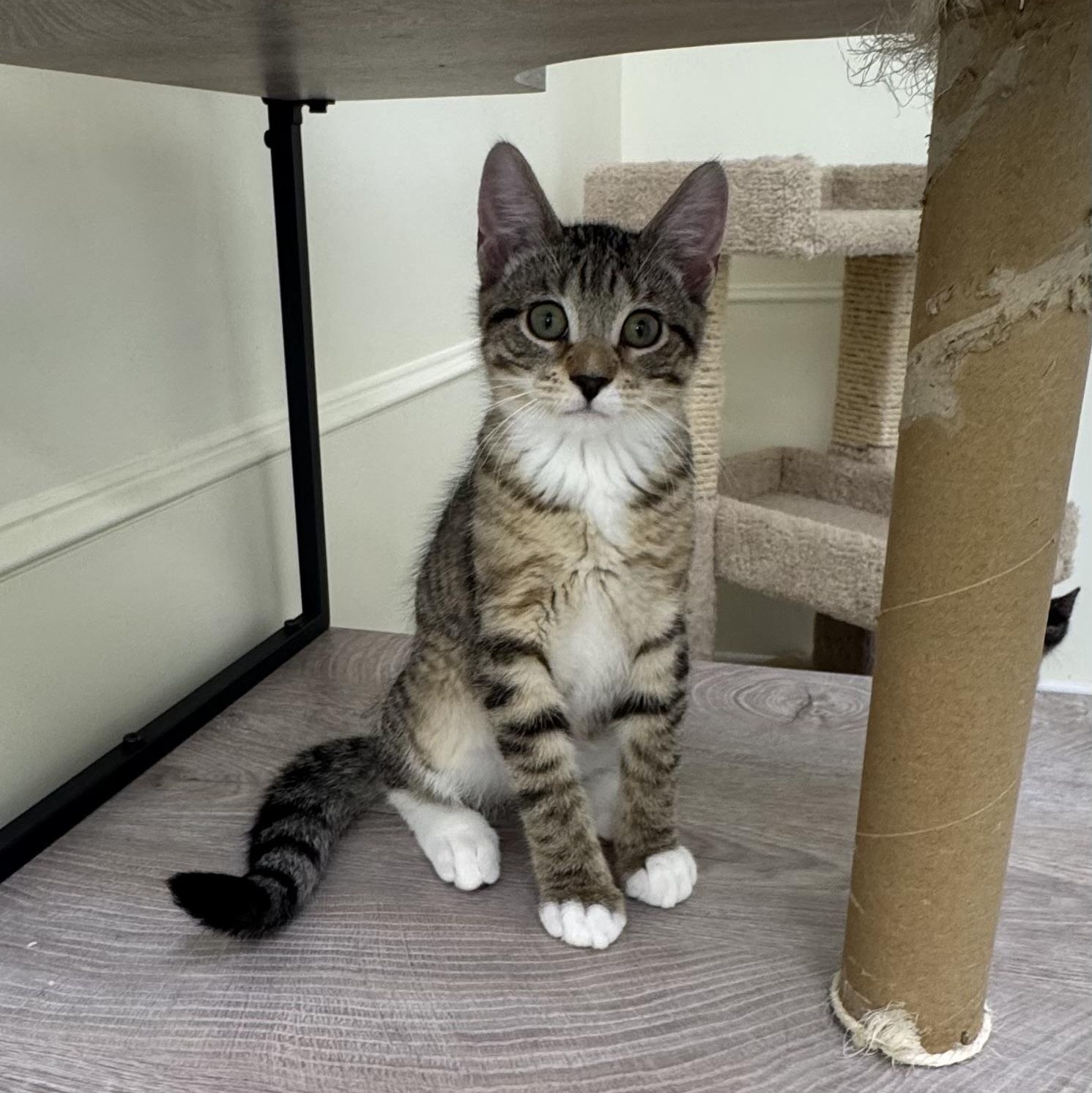 Alvin, a ADOPTABLE Tabby in East Northport, NY image 1/6