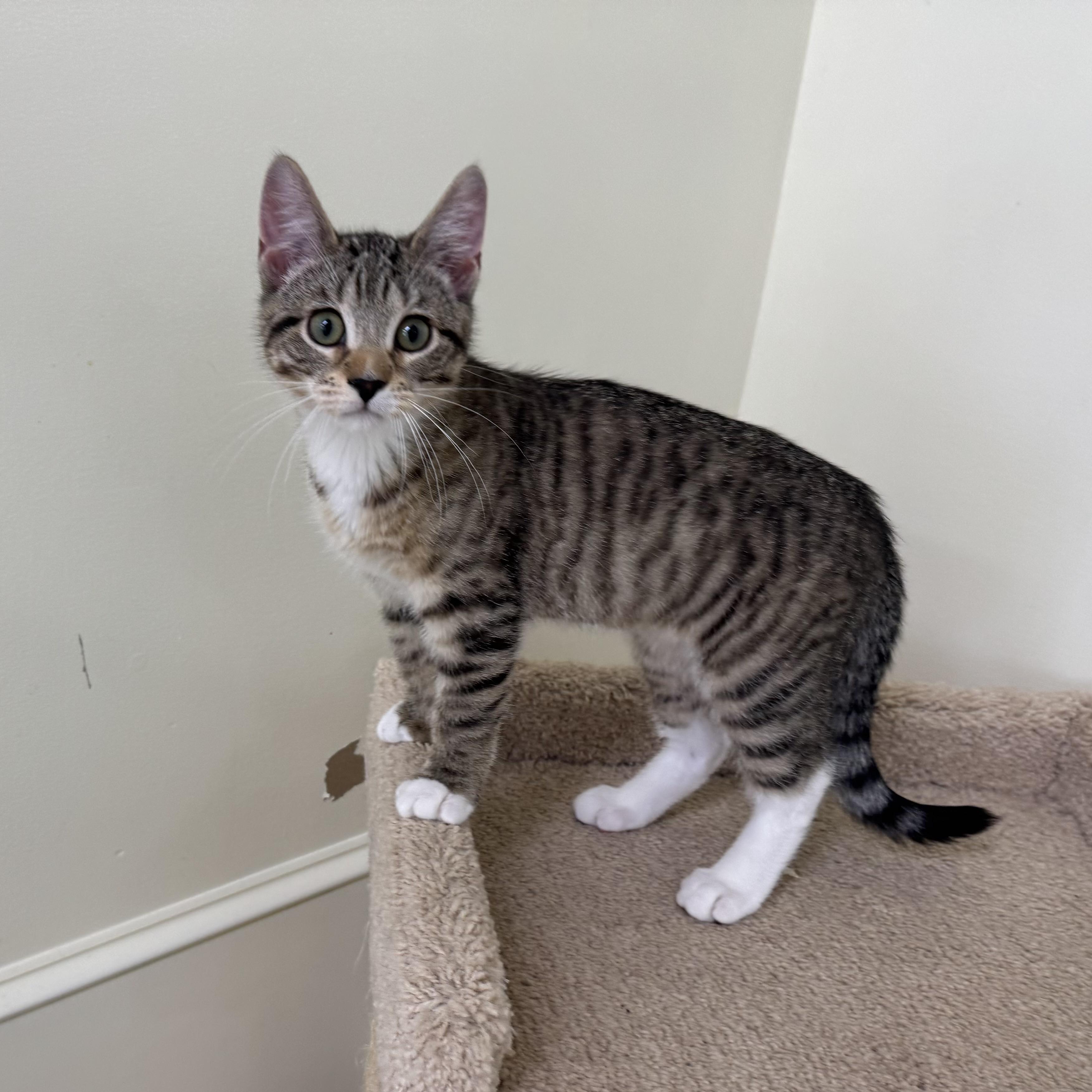 Alvin, a ADOPTABLE Tabby in East Northport, NY image 2/6