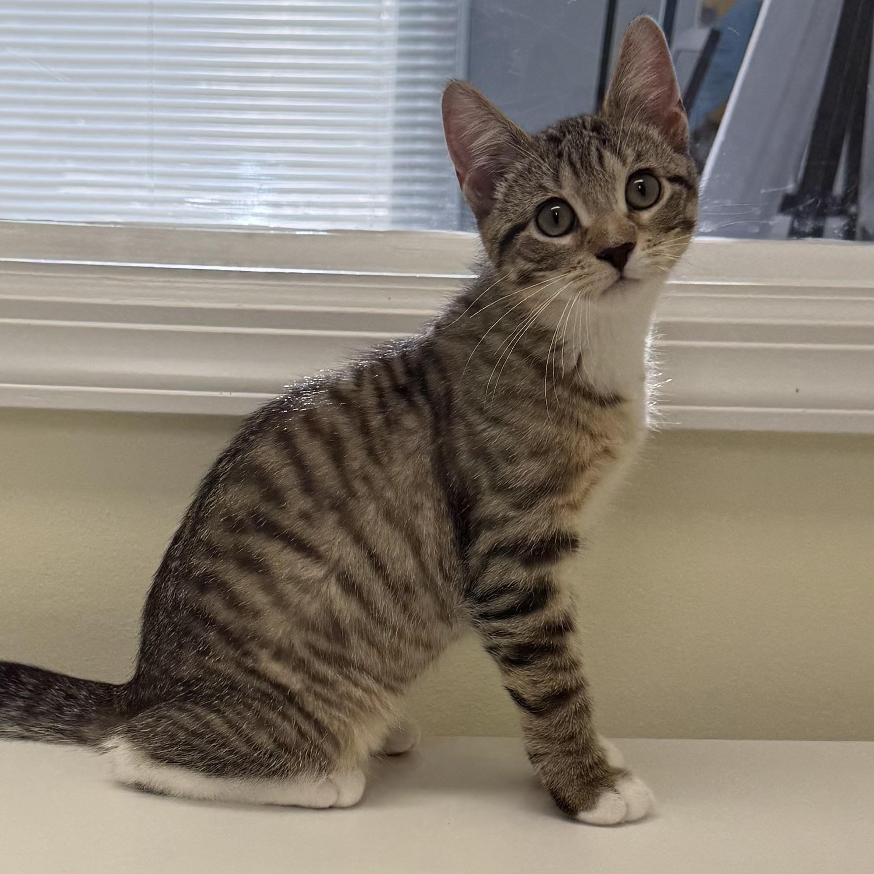 Alvin, a ADOPTABLE Tabby in East Northport, NY image 4/6