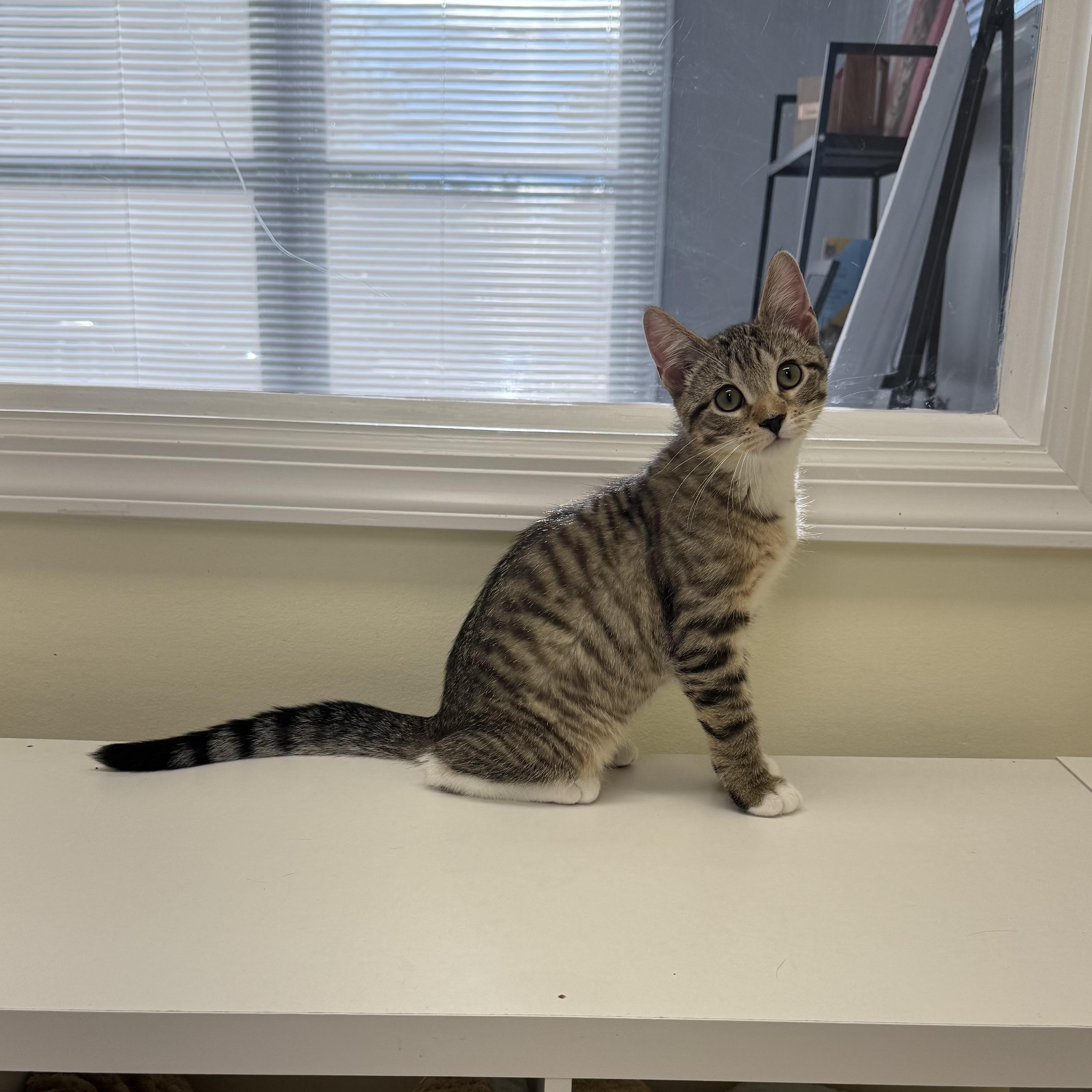 Alvin, a ADOPTABLE Tabby in East Northport, NY image 3/6