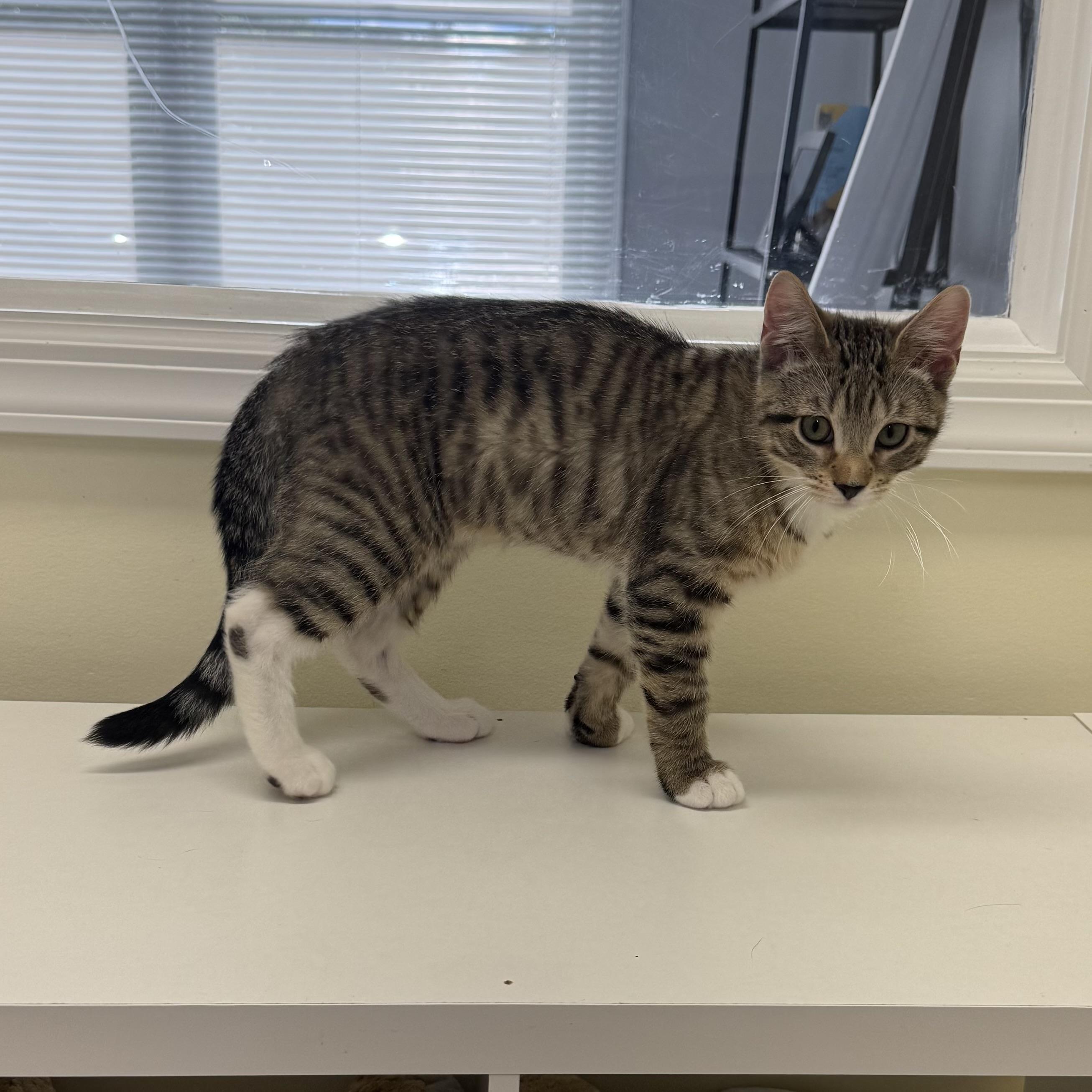 Alvin, a ADOPTABLE Tabby in East Northport, NY image 5/6