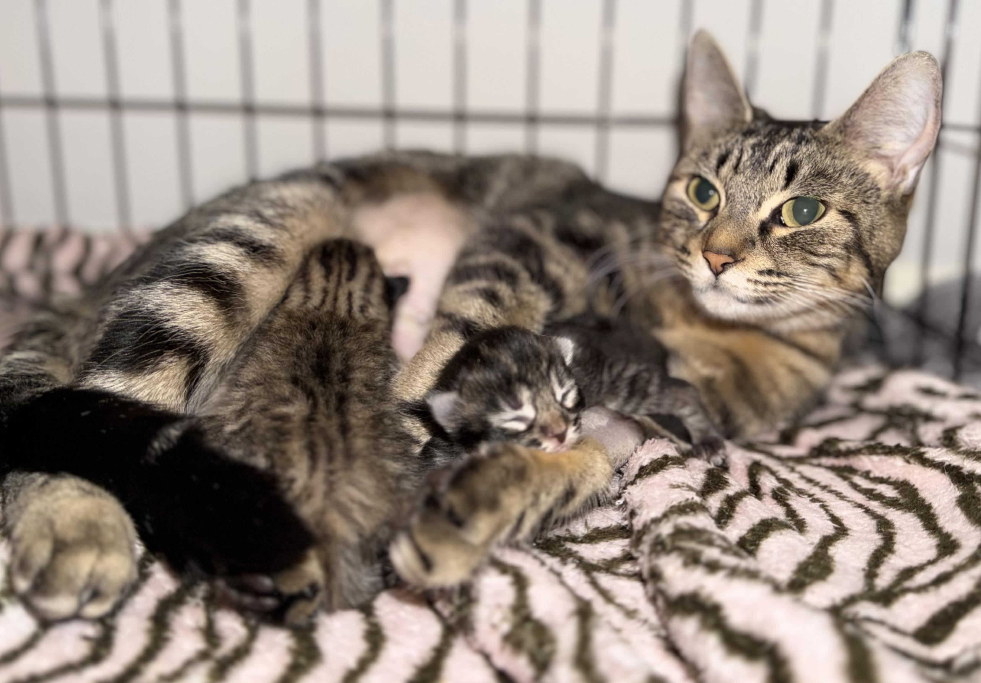 Babs, a Adoptable mixed breed in Silvana, WA image 3/5