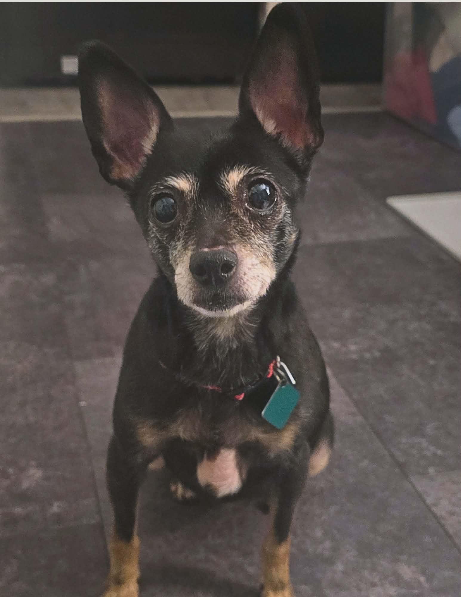 Enlarge Consuela, a Adoptable Chihuahua in Oxford, MI image 1/3