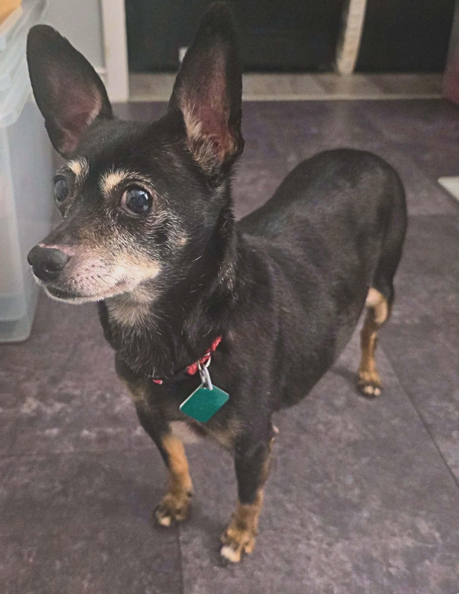 Enlarge Consuela, a Adoptable Chihuahua in Oxford, MI image 3/3