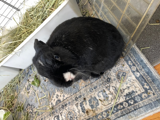 Oreo photo 5