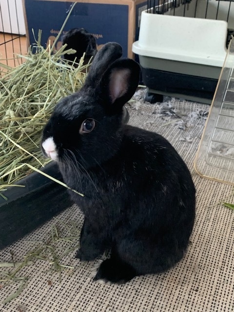 Oreo photo 2