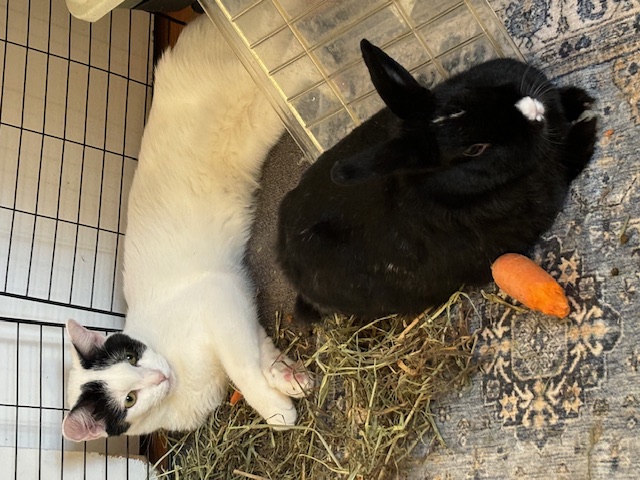 Oreo photo 4