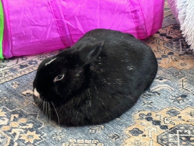 Oreo photo 6