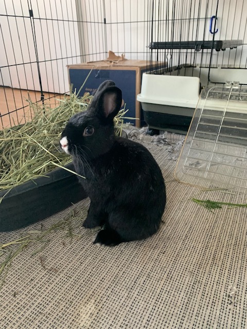 Oreo photo 3
