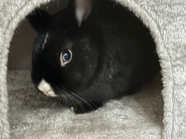 Oreo photo 1