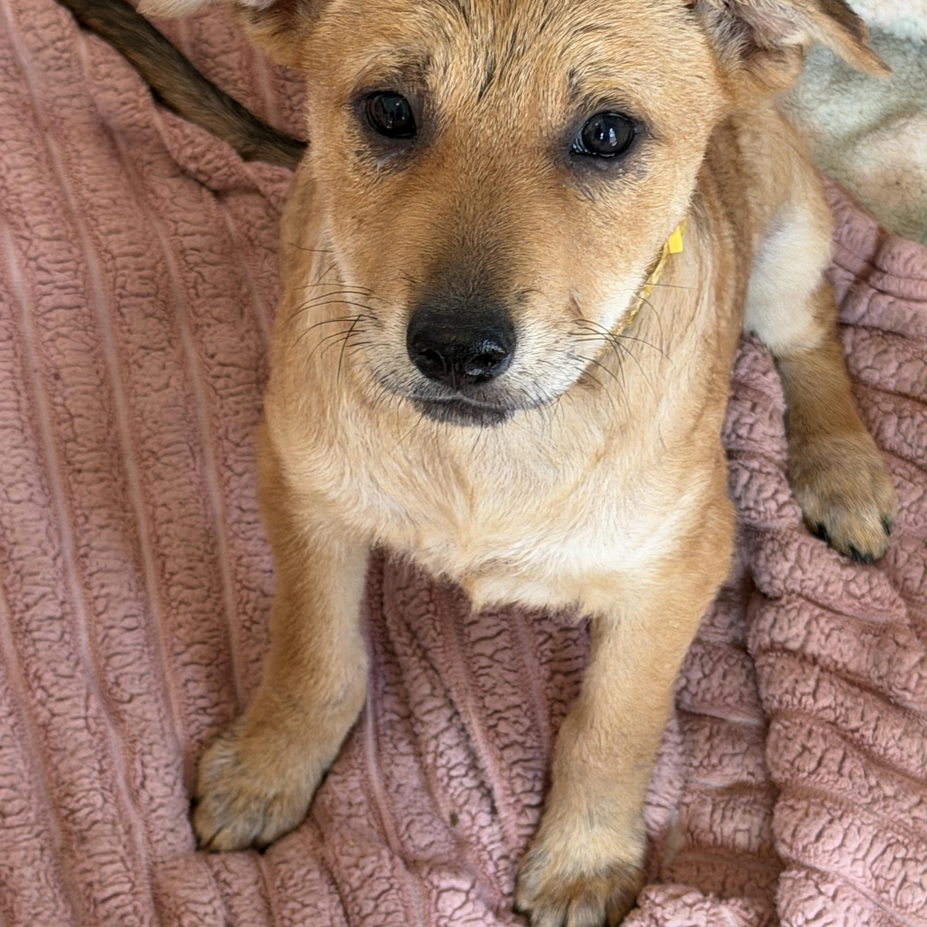Enlarge Wendy, an adopted mixed breed in Gilbert, AZ image 2/3