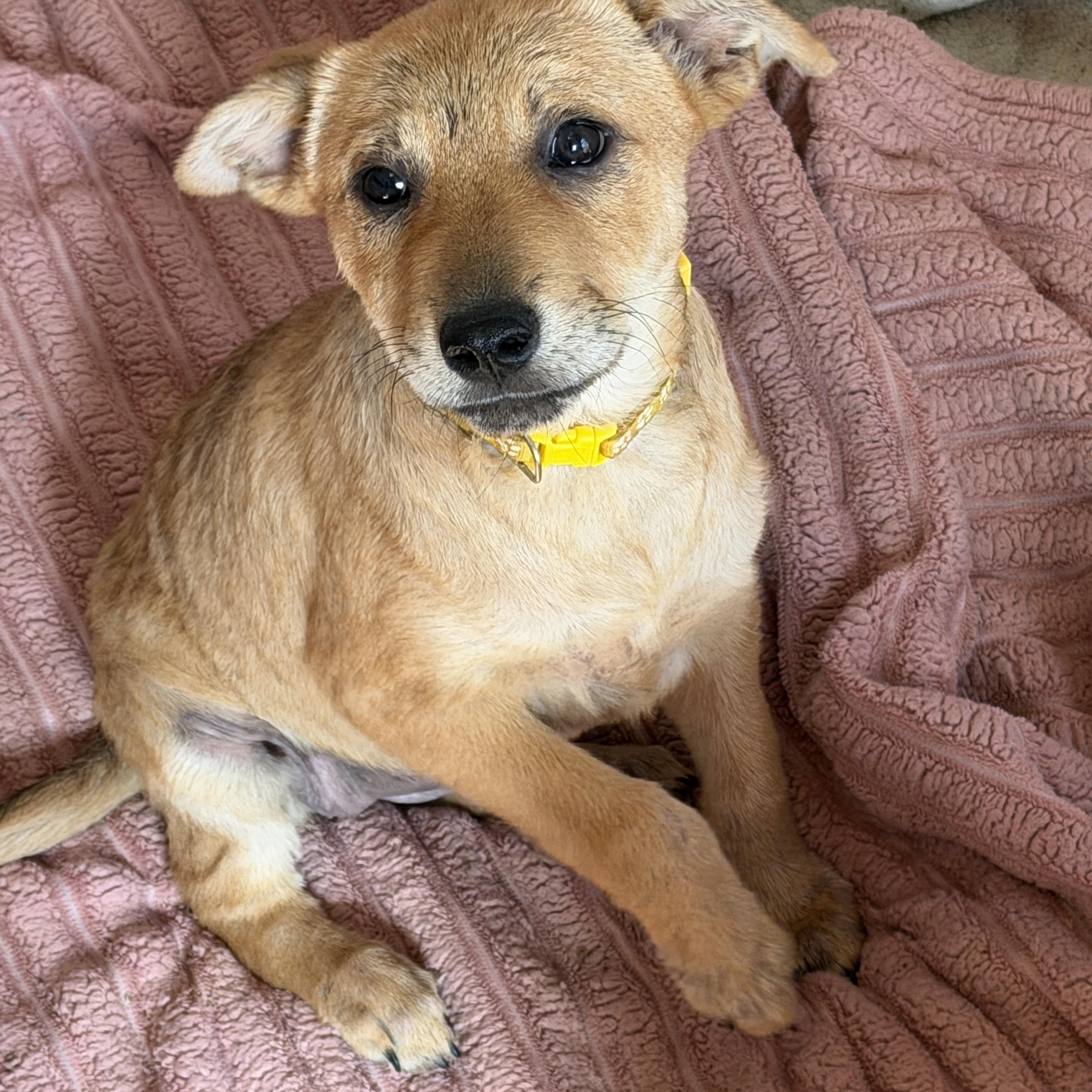 Wendy, adopted, Puppy Female Yellow Labrador Retriever & Australian Cattle Dog / Blue Heeler.