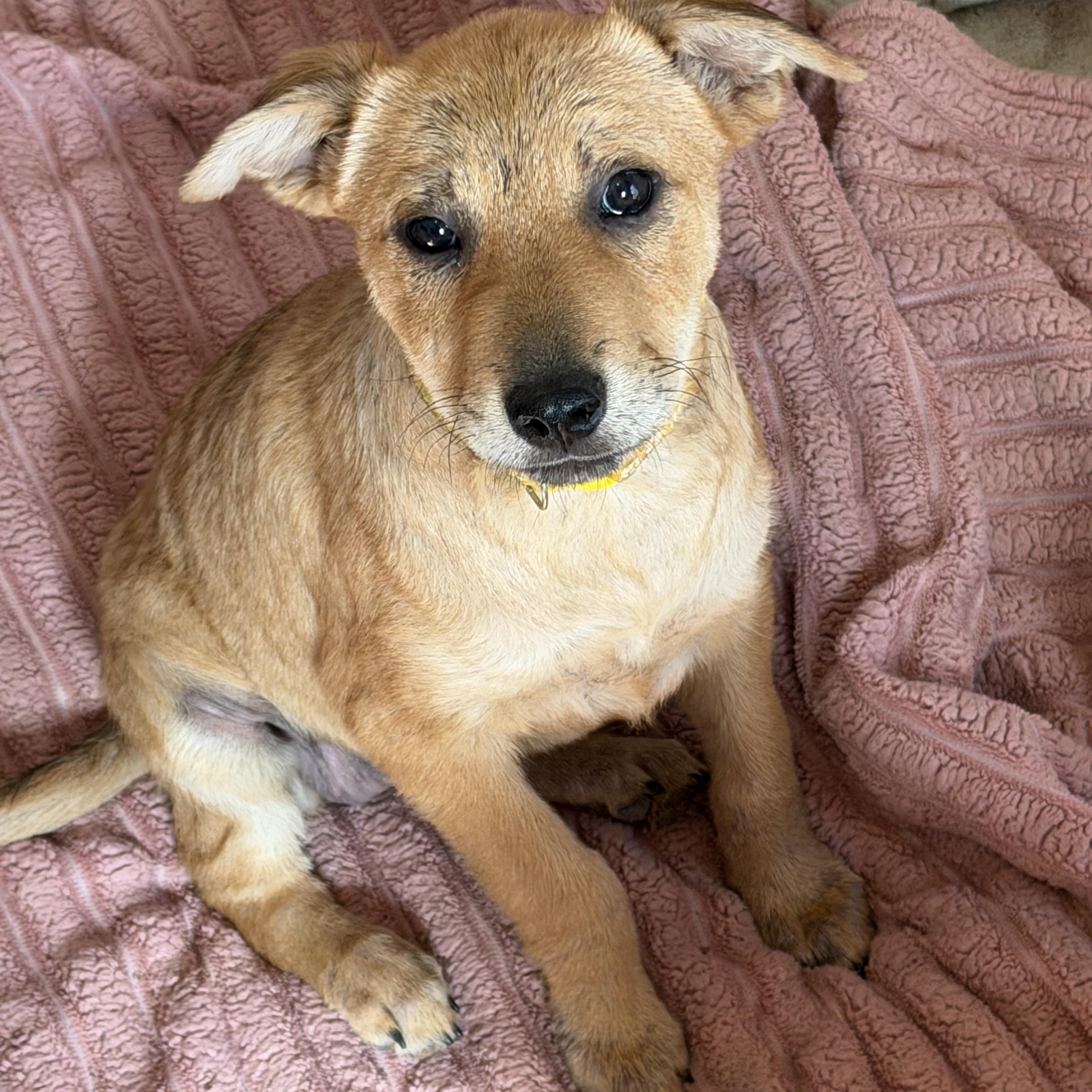Enlarge Wendy, an adopted mixed breed in Gilbert, AZ image 3/3