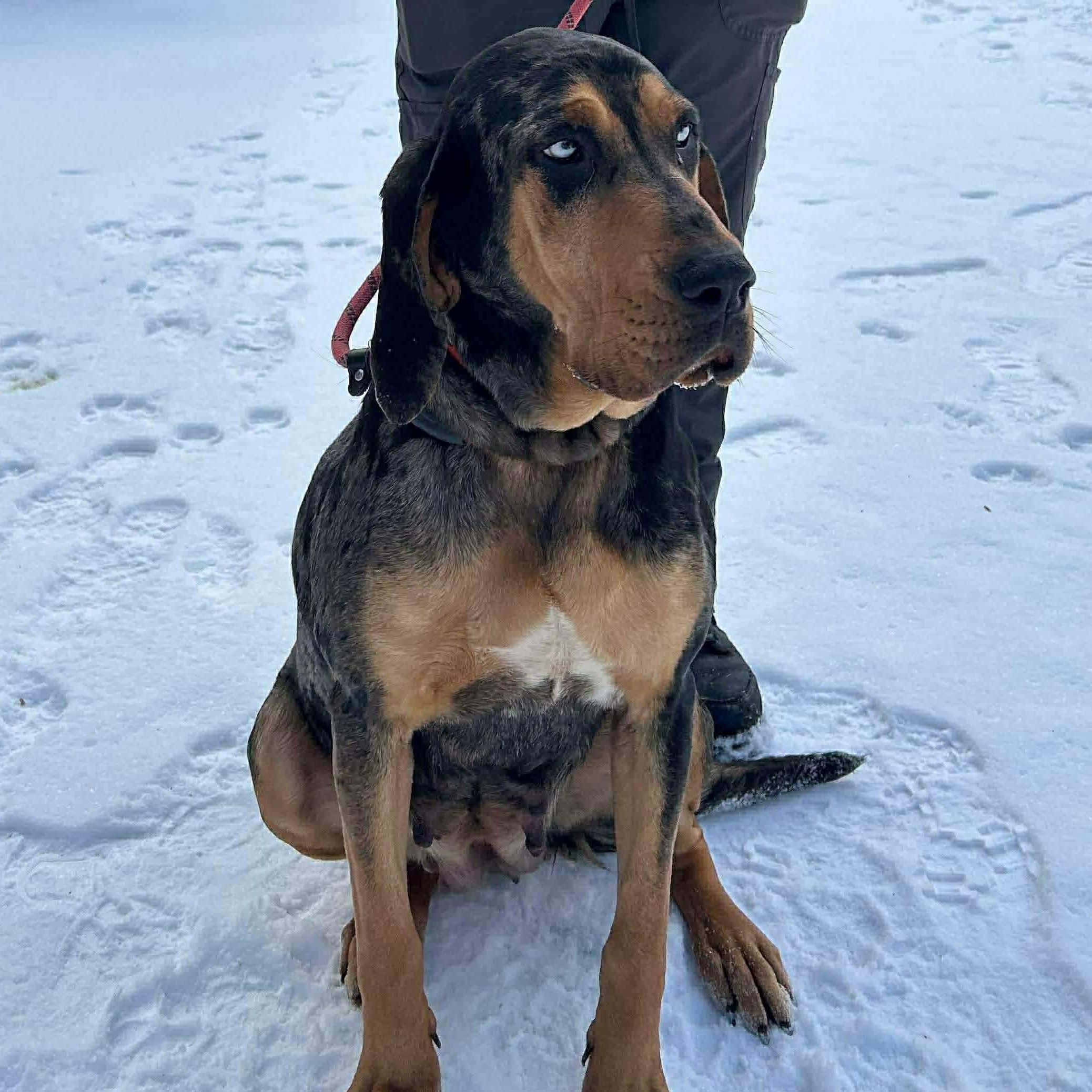 Enlarge Tilly, a ADOPTABLE mixed breed in Rochester, NY image 4/6