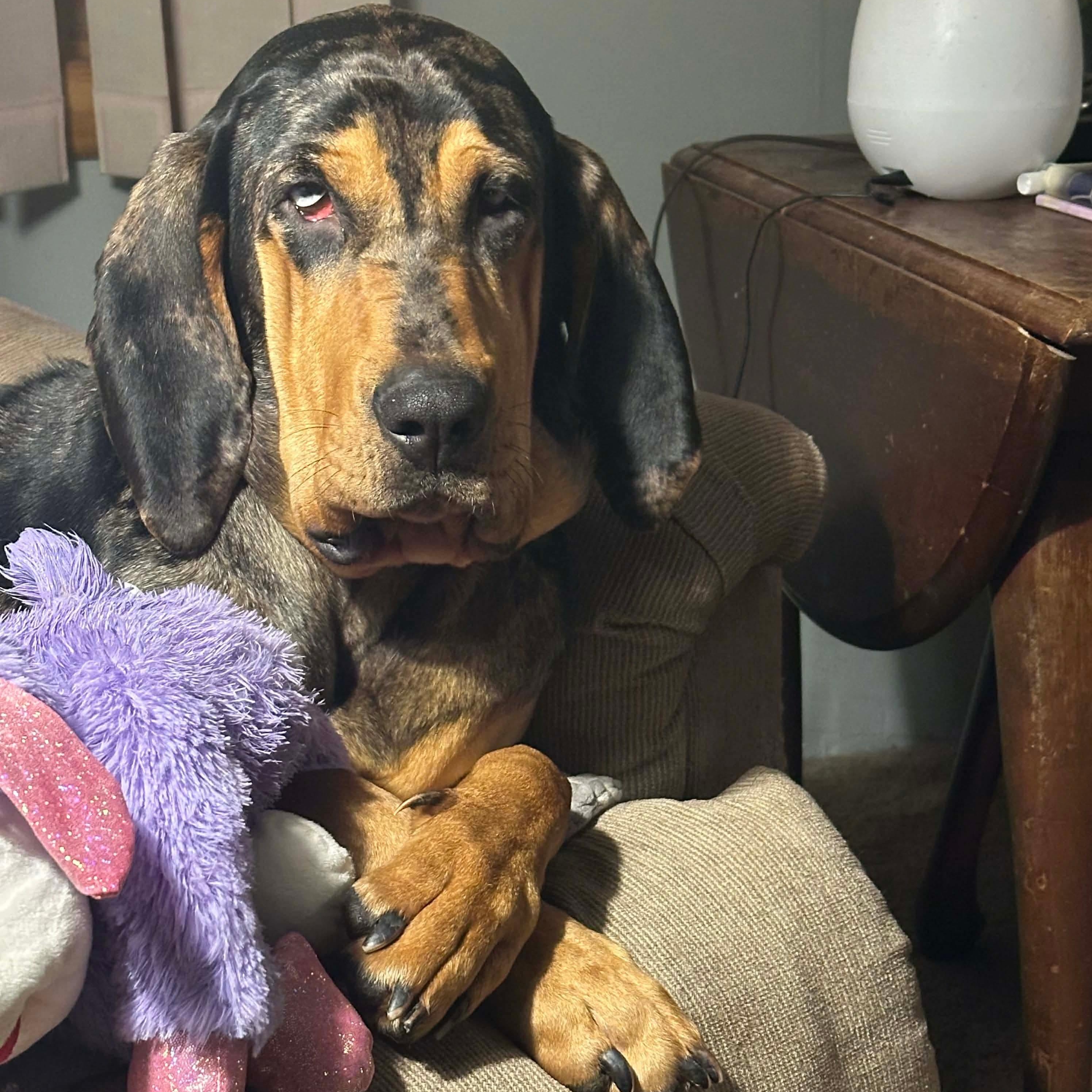 Enlarge Tilly, a ADOPTABLE mixed breed in Rochester, NY image 2/6