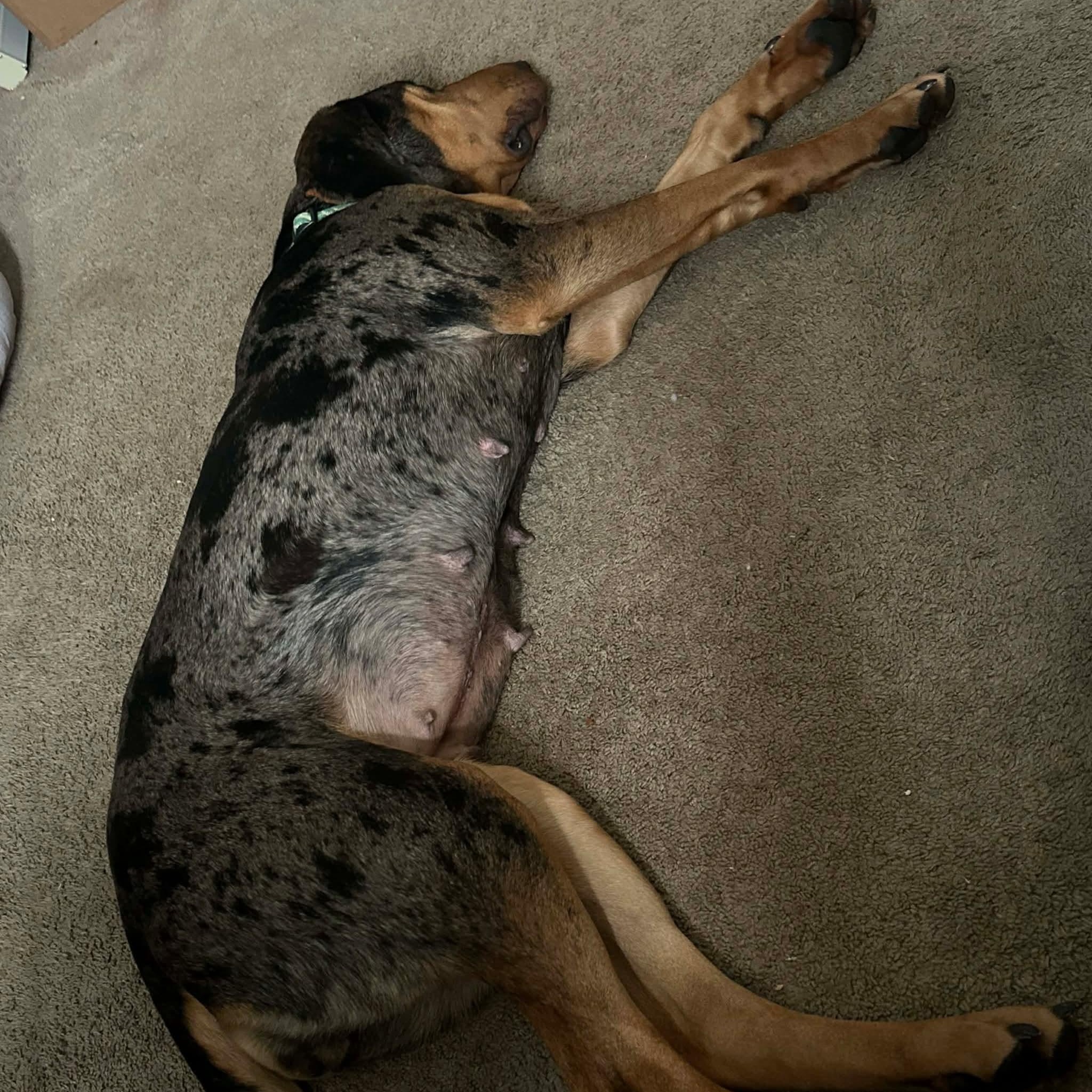 Enlarge Tilly, a ADOPTABLE mixed breed in Rochester, NY image 3/6