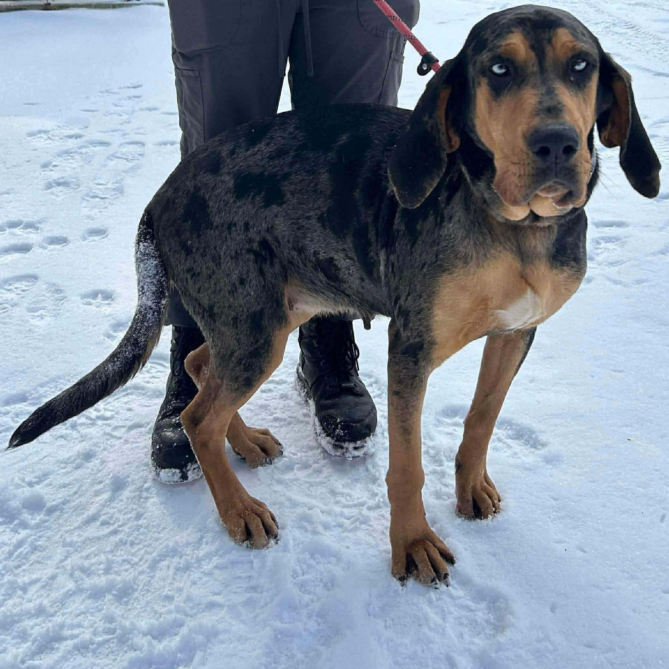 Enlarge Tilly, a ADOPTABLE mixed breed in Rochester, NY image 1/6