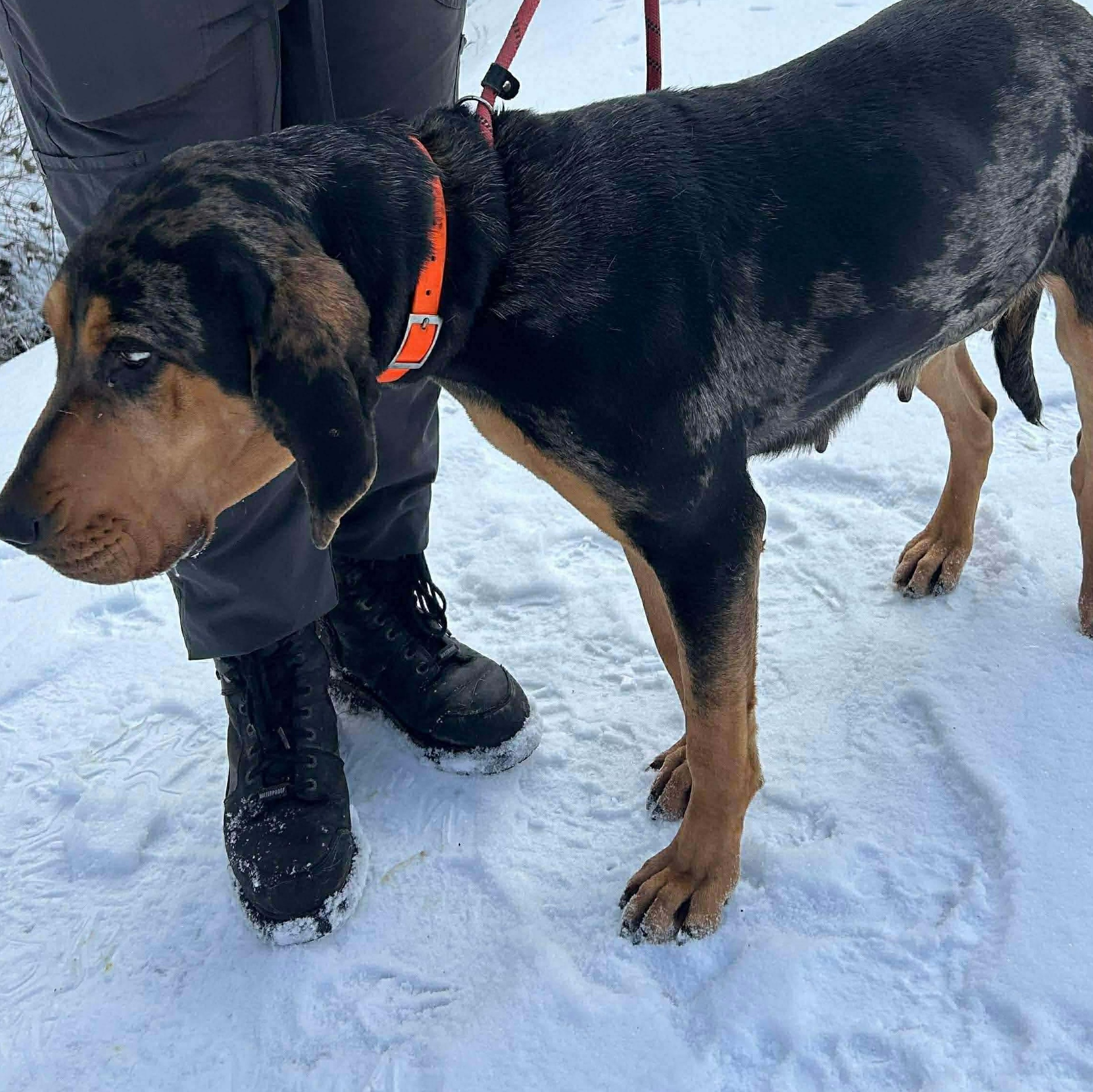 Enlarge Tilly, a ADOPTABLE mixed breed in Rochester, NY image 5/6