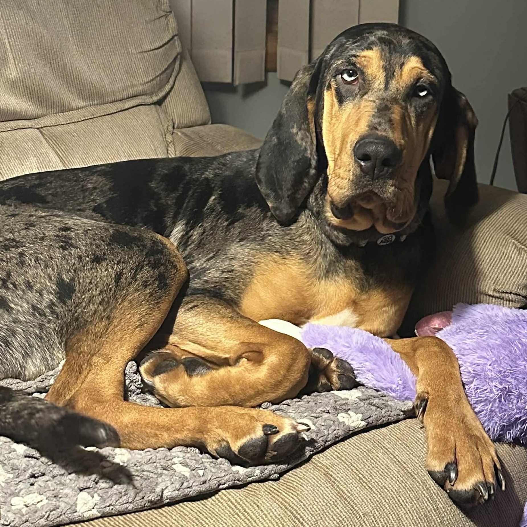 Enlarge Tilly, a ADOPTABLE mixed breed in Rochester, NY image 6/6