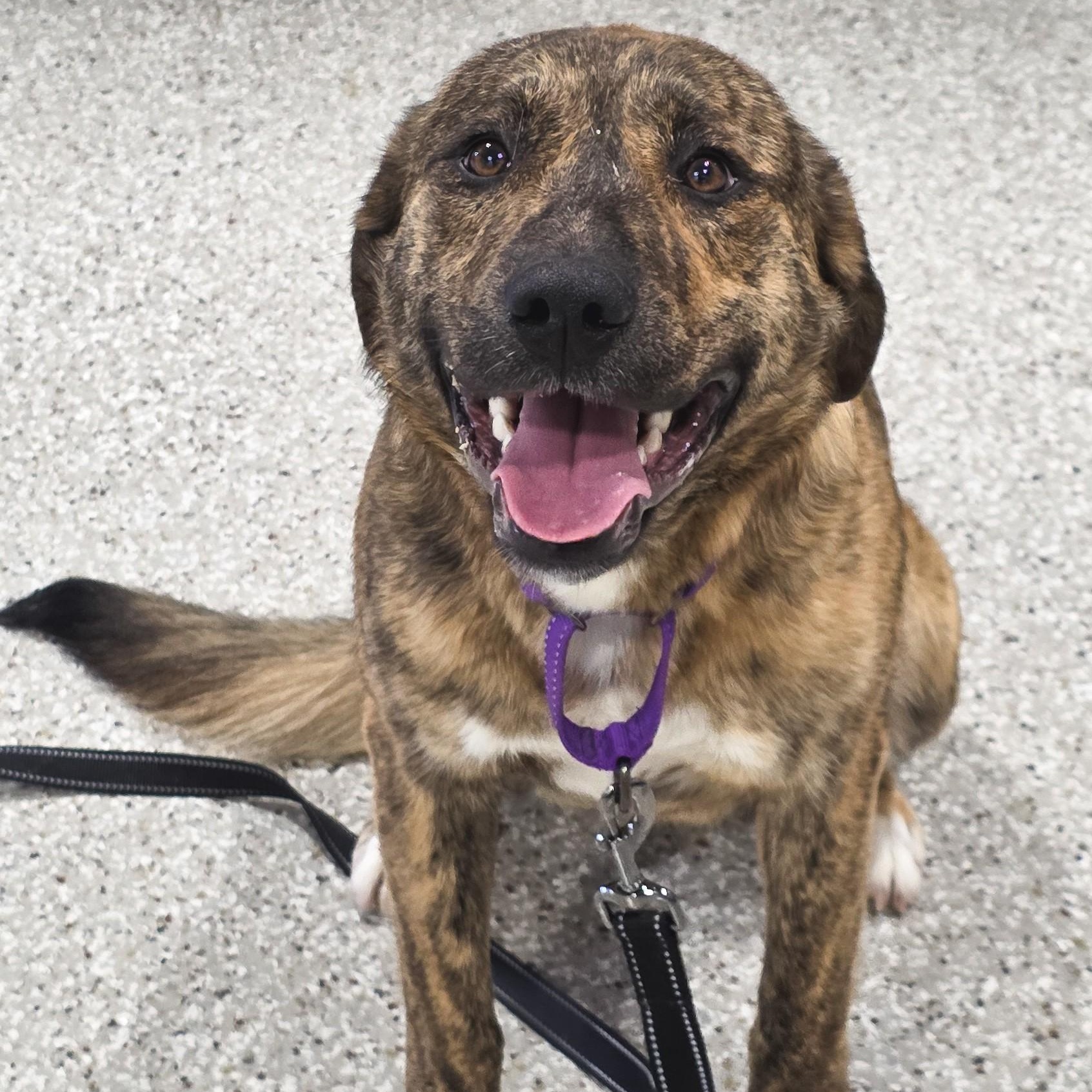 Enlarge Rosé, a ADOPTABLE mixed breed in Shepherdsville, KY image 4/4