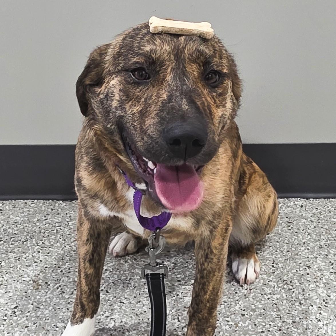 Enlarge Rosé, a ADOPTABLE mixed breed in Shepherdsville, KY image 1/4