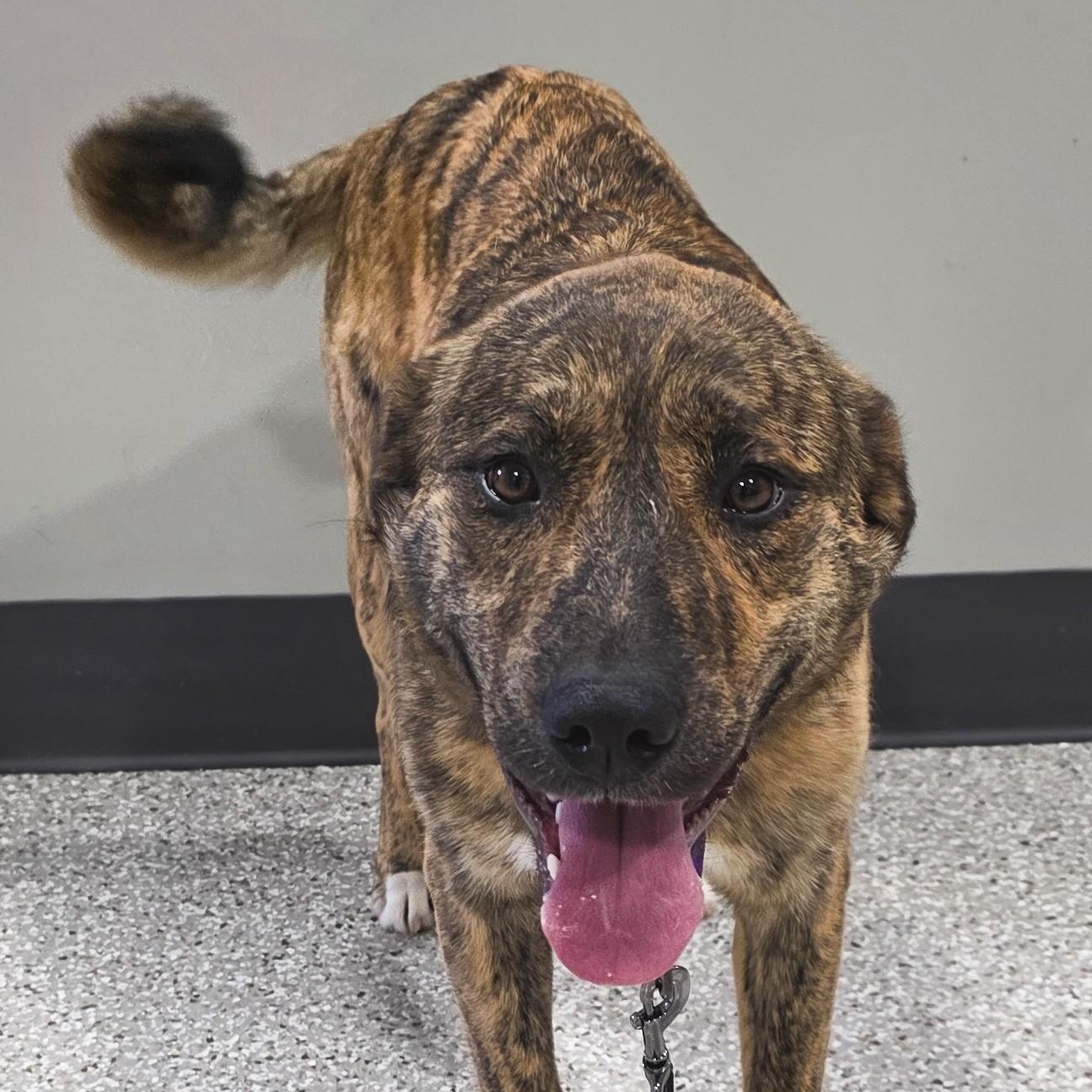 Enlarge Rosé, a ADOPTABLE mixed breed in Shepherdsville, KY image 3/4