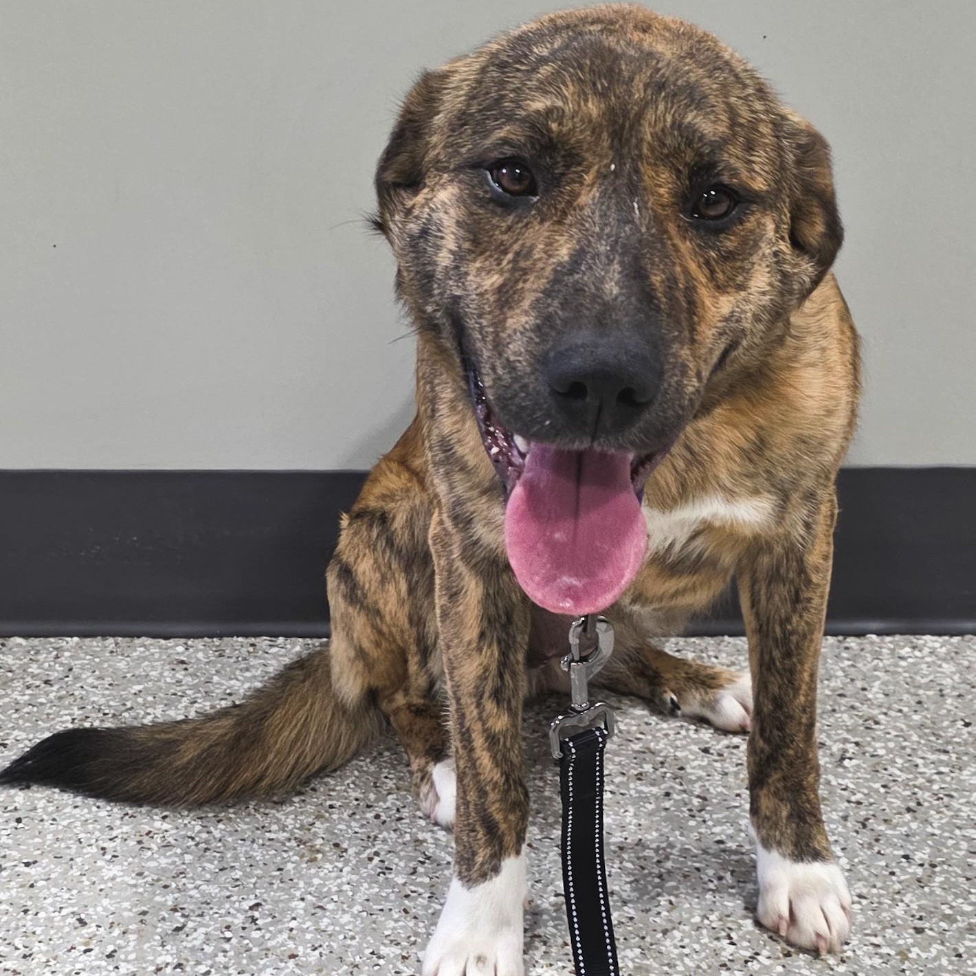 Enlarge Rosé, a ADOPTABLE mixed breed in Shepherdsville, KY image 2/4