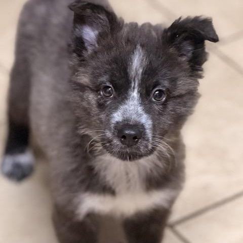 Oreo, an adoptable Shih Tzu, Aussiedoodle in Sparta, NJ, 07871 | Photo Image 2
