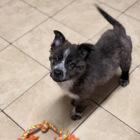 Oreo, an adoptable Shih Tzu, Aussiedoodle in Sparta, NJ, 07871 | Photo Image 3