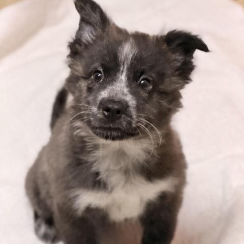Oreo, an adoptable Shih Tzu, Aussiedoodle in Sparta, NJ, 07871 | Photo Image 1