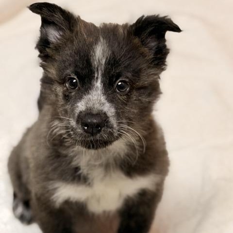 Oreo, an adoptable Shih Tzu, Aussiedoodle in Sparta, NJ, 07871 | Photo Image 4