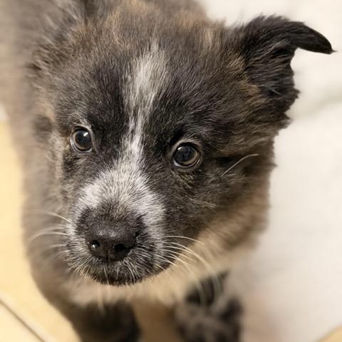 Oreo, an adoptable Shih Tzu, Aussiedoodle in Sparta, NJ, 07871 | Photo Image 5