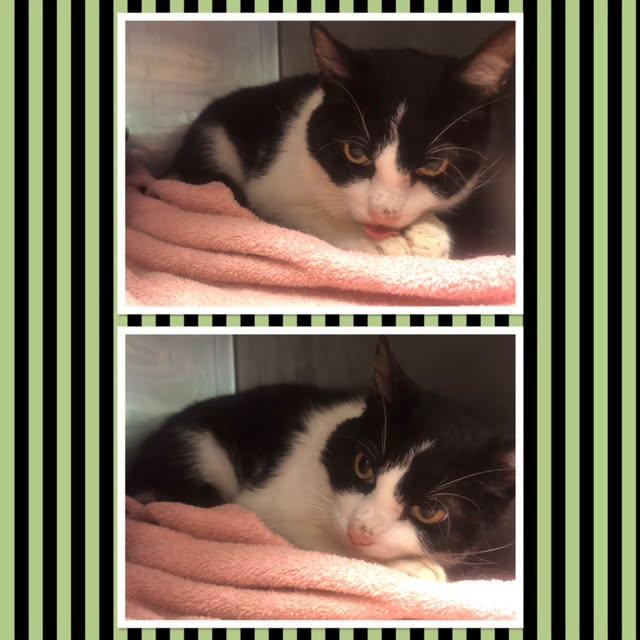Enlarge OREO, a ADOPTABLE Domestic Short Hair in Buckhannon, WV image 1/1