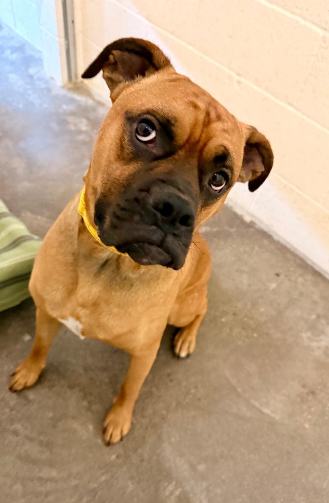 Dukota, a Adoptable Boxer in Newberg, OR image 1/5