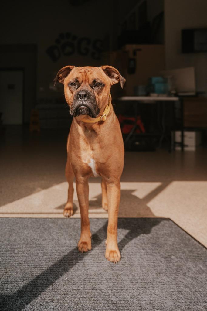 Dukota, a Adoptable Boxer in Newberg, OR image 2/5