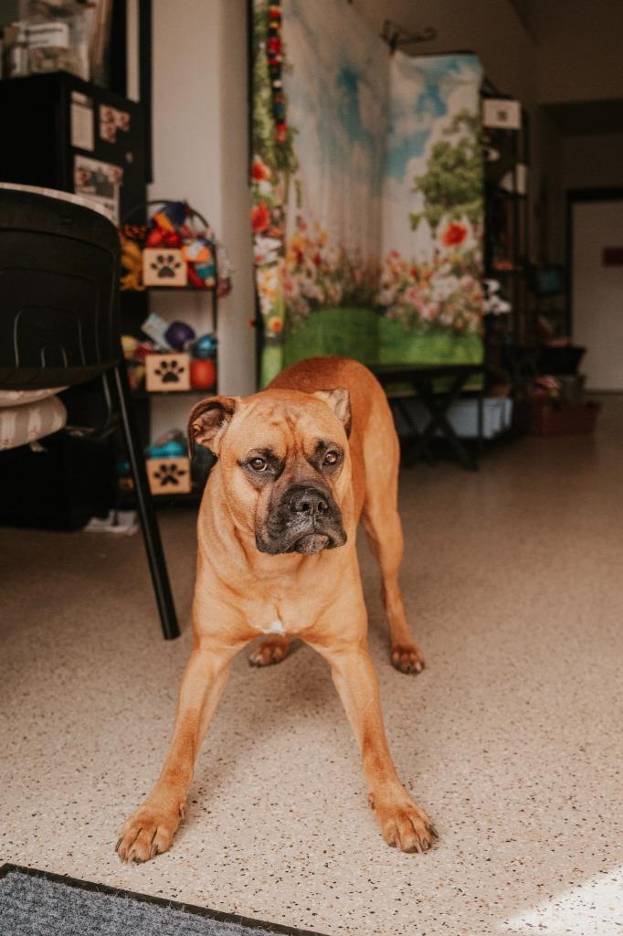 Dukota, a Adoptable Boxer in Newberg, OR image 3/5