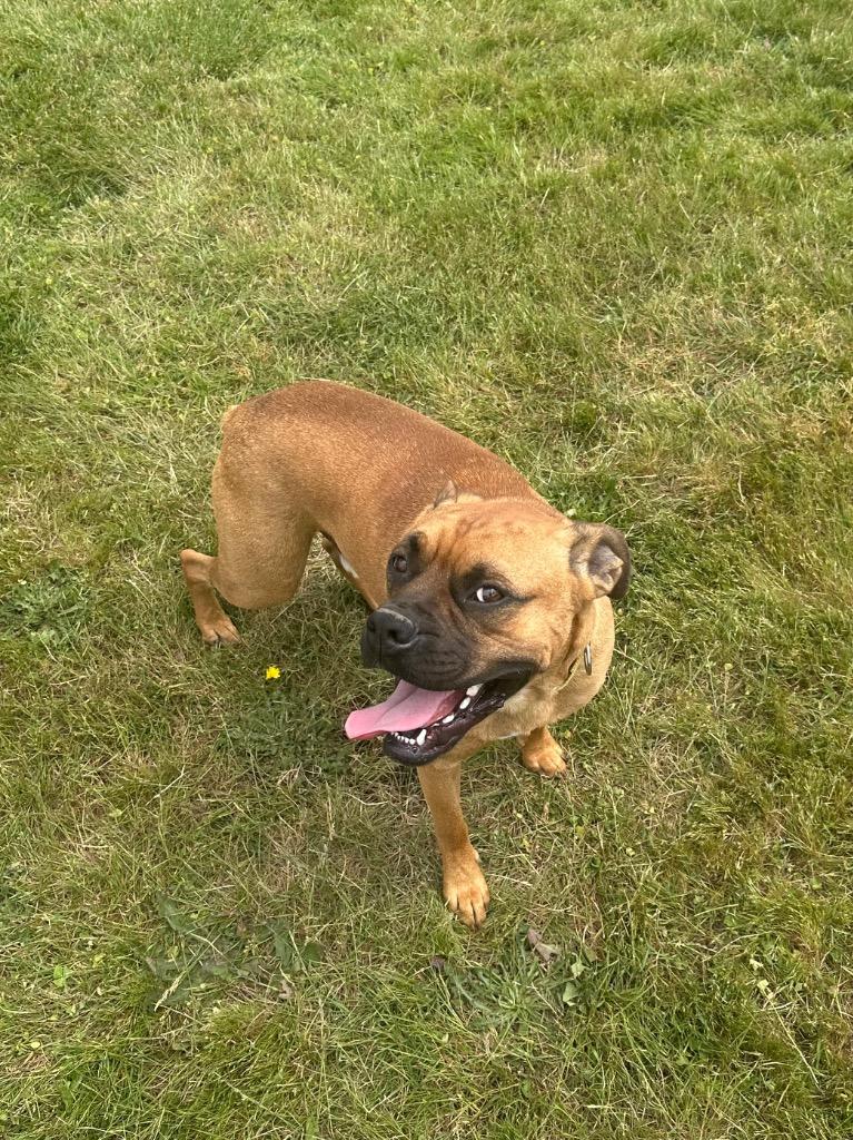 Dukota - Sponsored by Danny, a Adoptable Boxer in Newberg, OR image 4/6