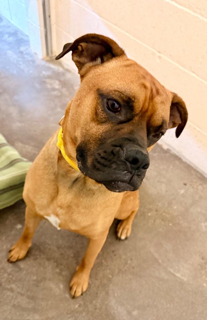 Dukota, a Adoptable Boxer in Newberg, OR image 4/5
