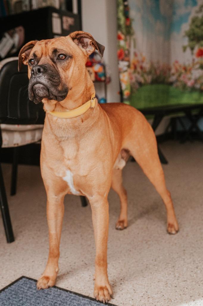 Dukota, a Adoptable Boxer in Newberg, OR image 5/5
