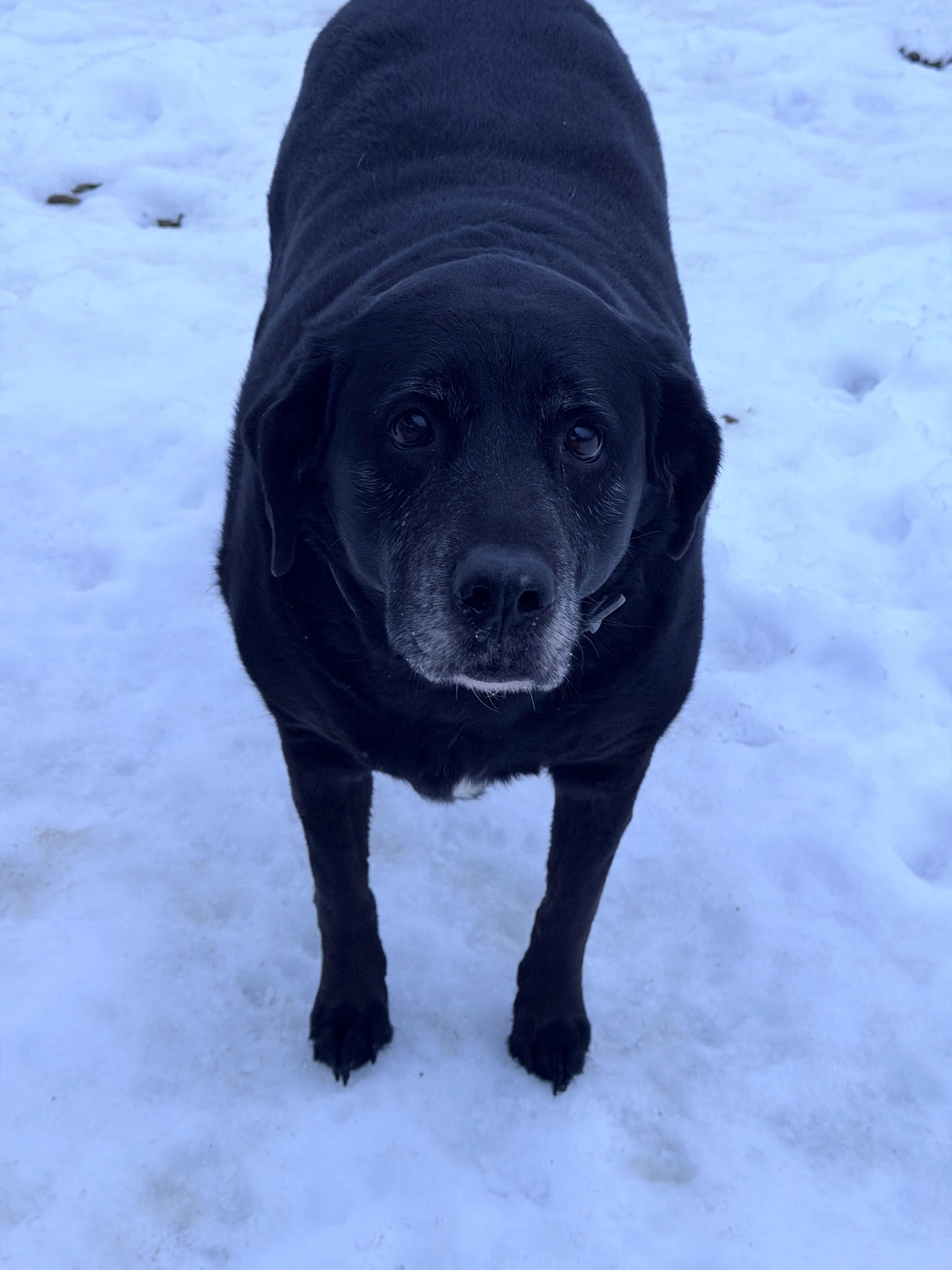 Enlarge Big Bella , a ADOPTABLE Black Labrador Retriever in Willimantic, CT image 1/3