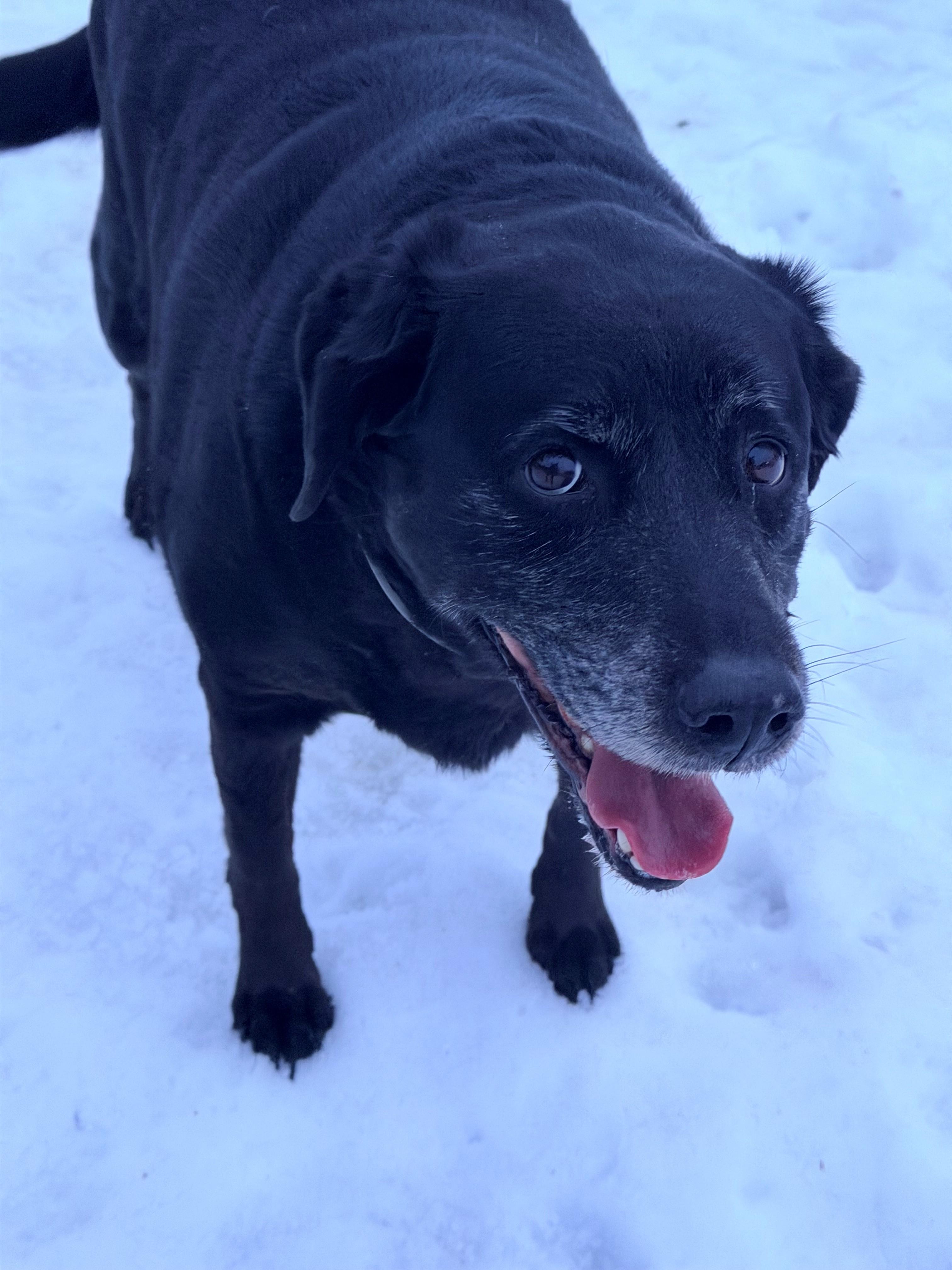 Enlarge Big Bella , a ADOPTABLE Black Labrador Retriever in Willimantic, CT image 3/3