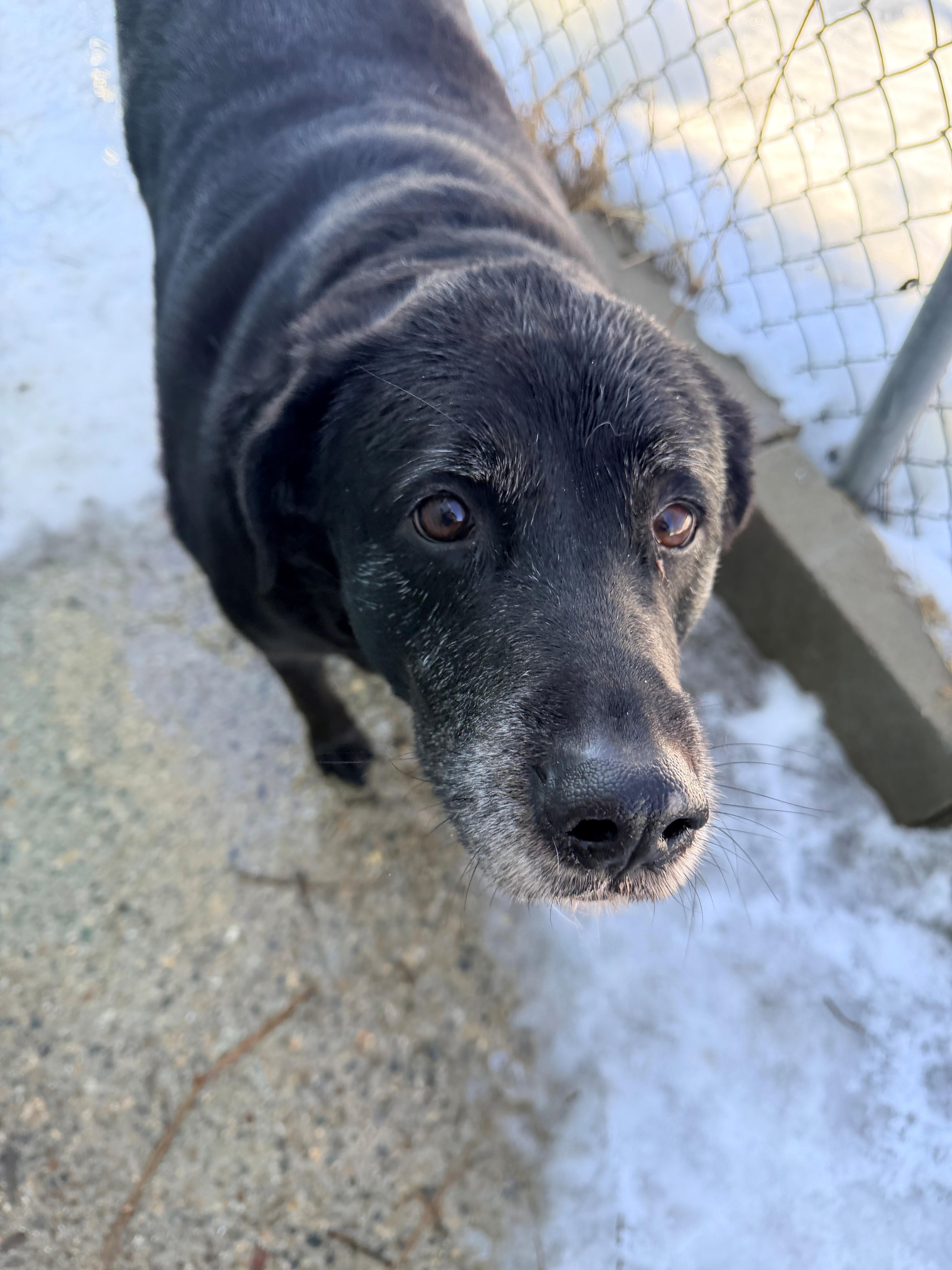 Enlarge Big Bella , a ADOPTABLE Black Labrador Retriever in Willimantic, CT image 2/3