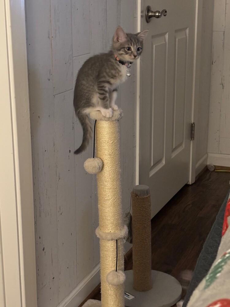 Enlarge Chanel, a Adopted mixed breed in Richardson, TX image 1/6