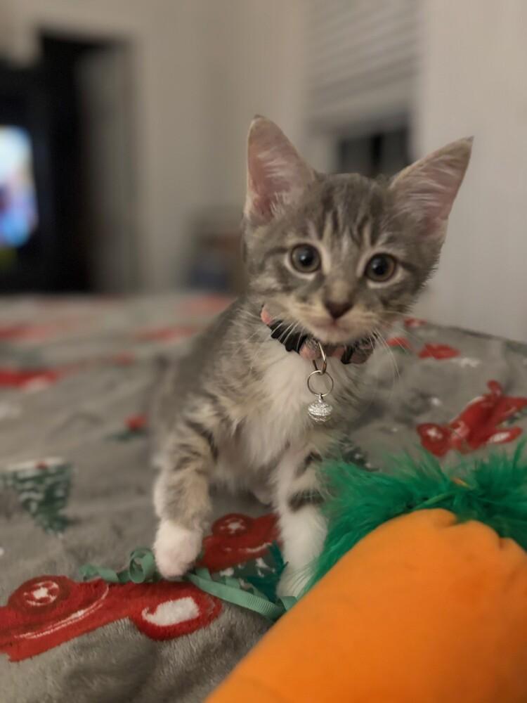 Enlarge Chanel, a Adopted mixed breed in Richardson, TX image 2/6