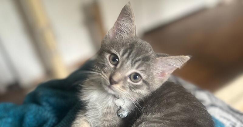 Enlarge Chanel, a Adopted mixed breed in Richardson, TX image 3/6