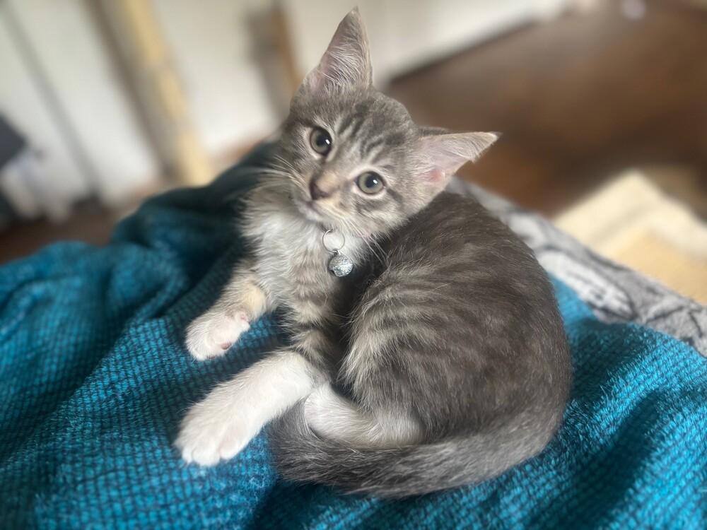 Enlarge Chanel, a Adopted mixed breed in Richardson, TX image 4/6