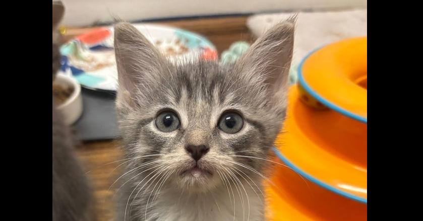 Enlarge Chanel, a Adopted mixed breed in Richardson, TX image 5/6