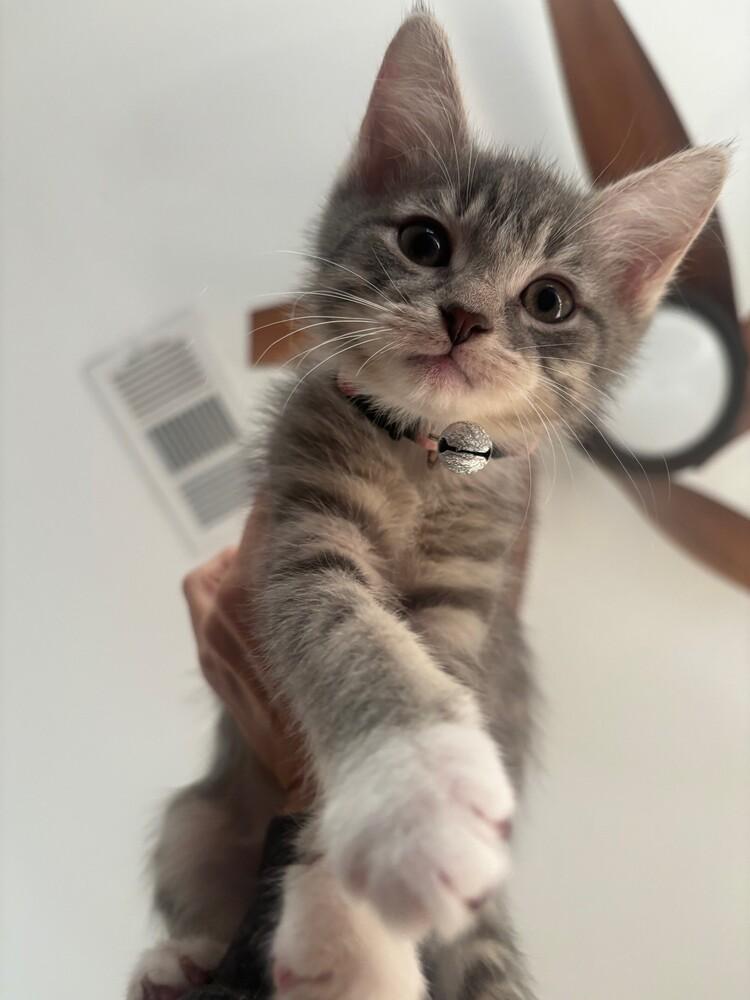 Enlarge Chanel, a Adopted mixed breed in Richardson, TX image 6/6