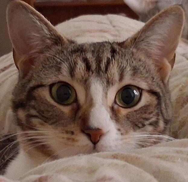 Joanie, adopted, Young Female Domestic Short Hair.